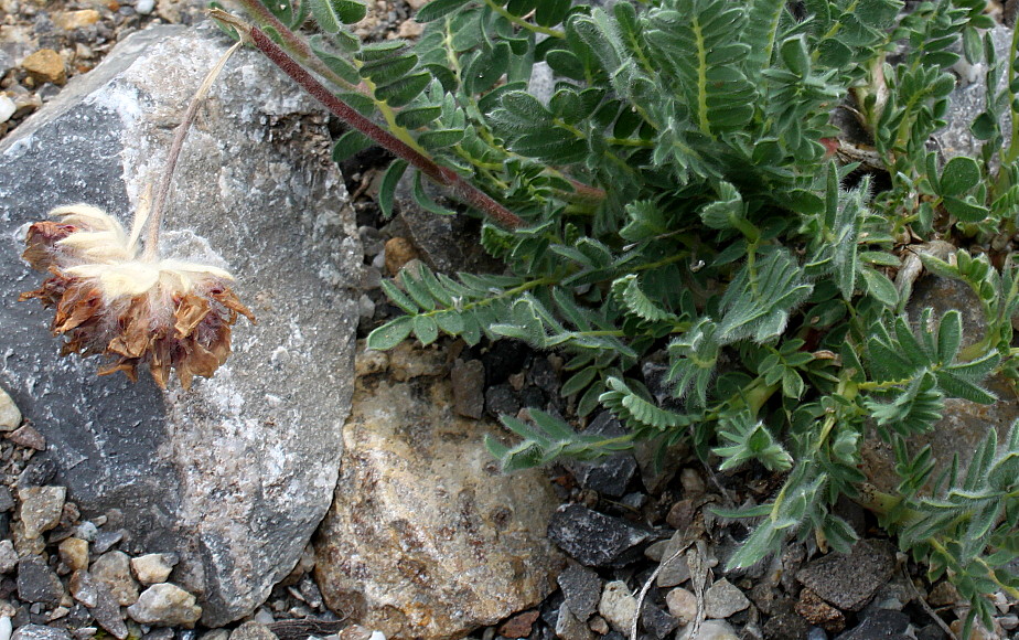 Изображение особи Anthyllis montana.