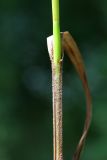 Carex drymophila