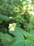 Impatiens parviflora