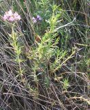 Thymus pallasianus