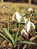 Galanthus nivalis