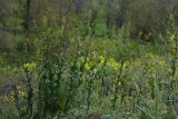 Lepidium perfoliatum