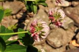 Trifolium hybridum. Соцветия. Приморский край, Уссурийский гор. округ, окр. с. Монакино, берег р. Павлиновка. 29.06.2014.