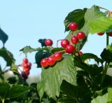 Viburnum opulus. Соплодие с созревающими плодами и листья. Московская обл., Электрогорск, берег Тёплого озера. 10.08.2014.