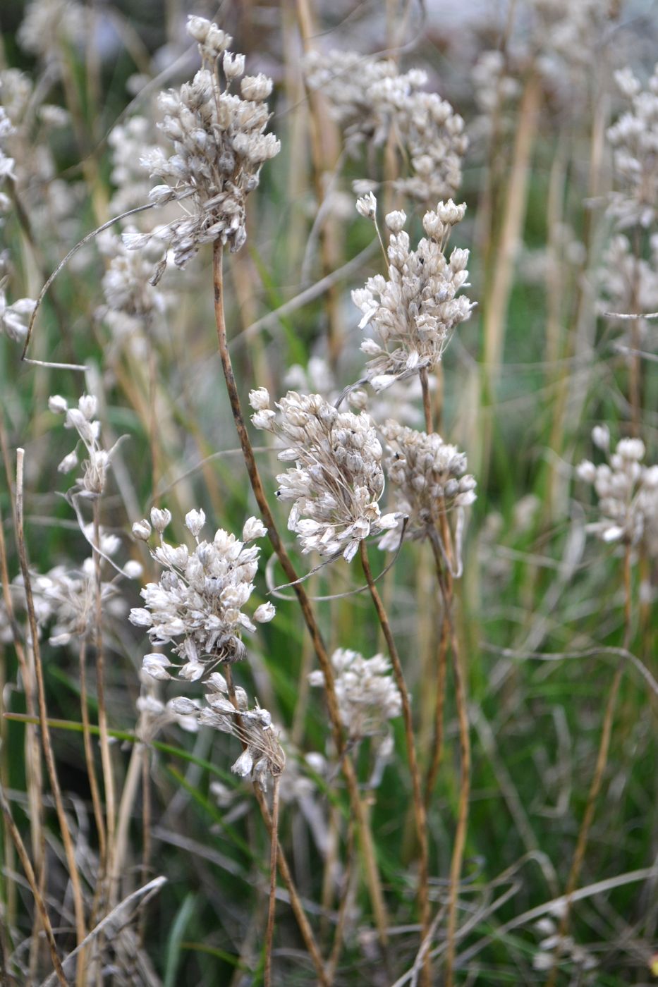 Изображение особи Allium podolicum.