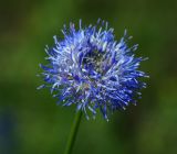 Jasione montana