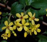 Ribes aureum