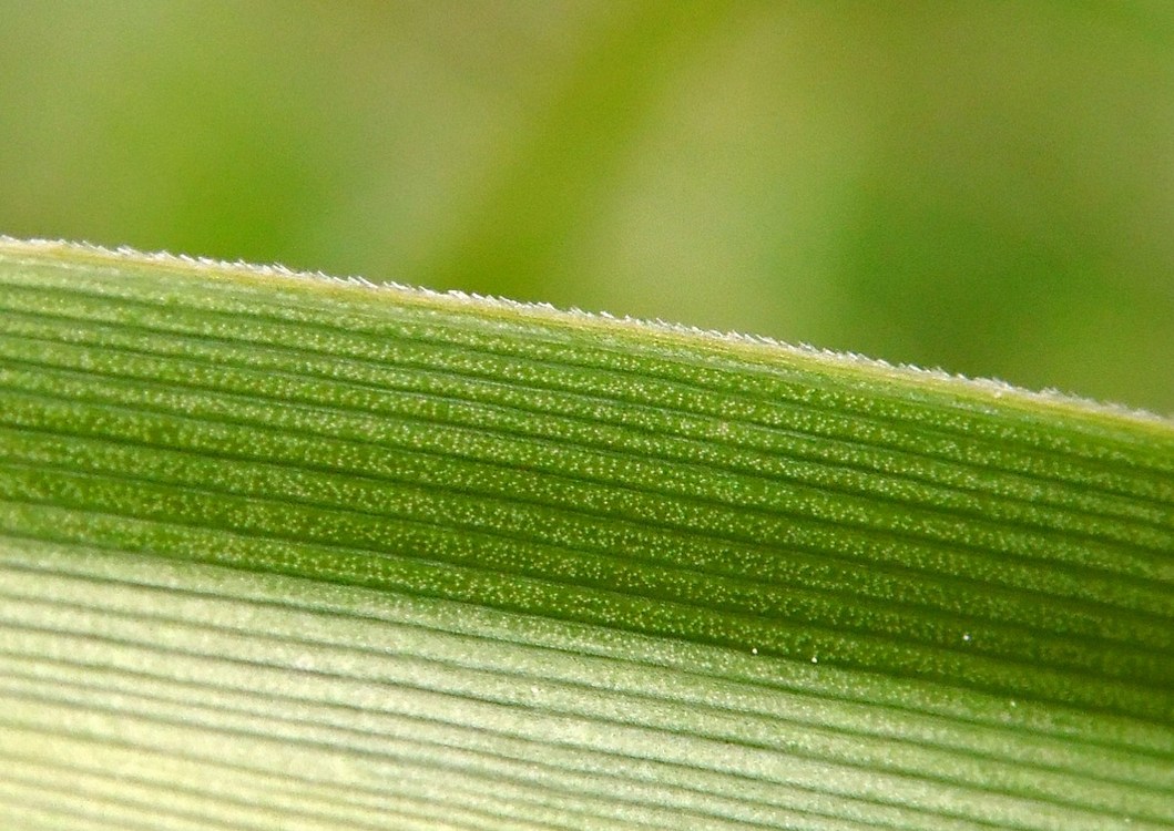 Изображение особи Scirpus sylvaticus.