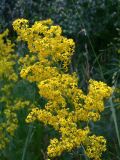 Galium verum. Соцветие. Челябинская обл., окр. г. Челябинск, Золотая горка, разнотравная поляна в берёзовом лесу. 30.06.2014.