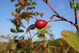 Rosa cinnamomea