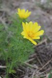 Adonis vernalis