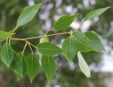 Populus simonii. Верхушка побега. Ростовская обл., г. Таганрог, в озеленении. 08.05.2016.