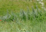 Echium biebersteinii