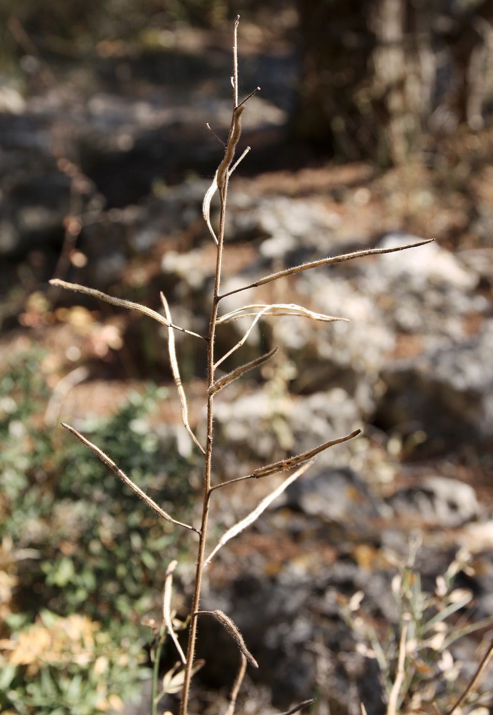 Изображение особи Hesperis steveniana.