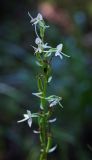 Platanthera bifolia