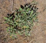 Phlomis thapsoides