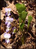 Viola mirabilis