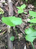 Tussilago farfara