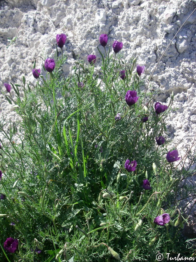 Image of Roemeria hybrida specimen.