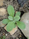 семейство Brassicaceae. Молодое растение. Иркутская обл., Иркутский р-н, дер. Позднякова, в культуре. 16.08.2017.