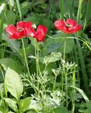 Ranunculus asiaticus. Верхушки цветущих растений. Израиль, к востоку от большого Тель-Авива, Национальный парк Мигдаль Цедек, луг на месте фриганы. 05.03.2018.