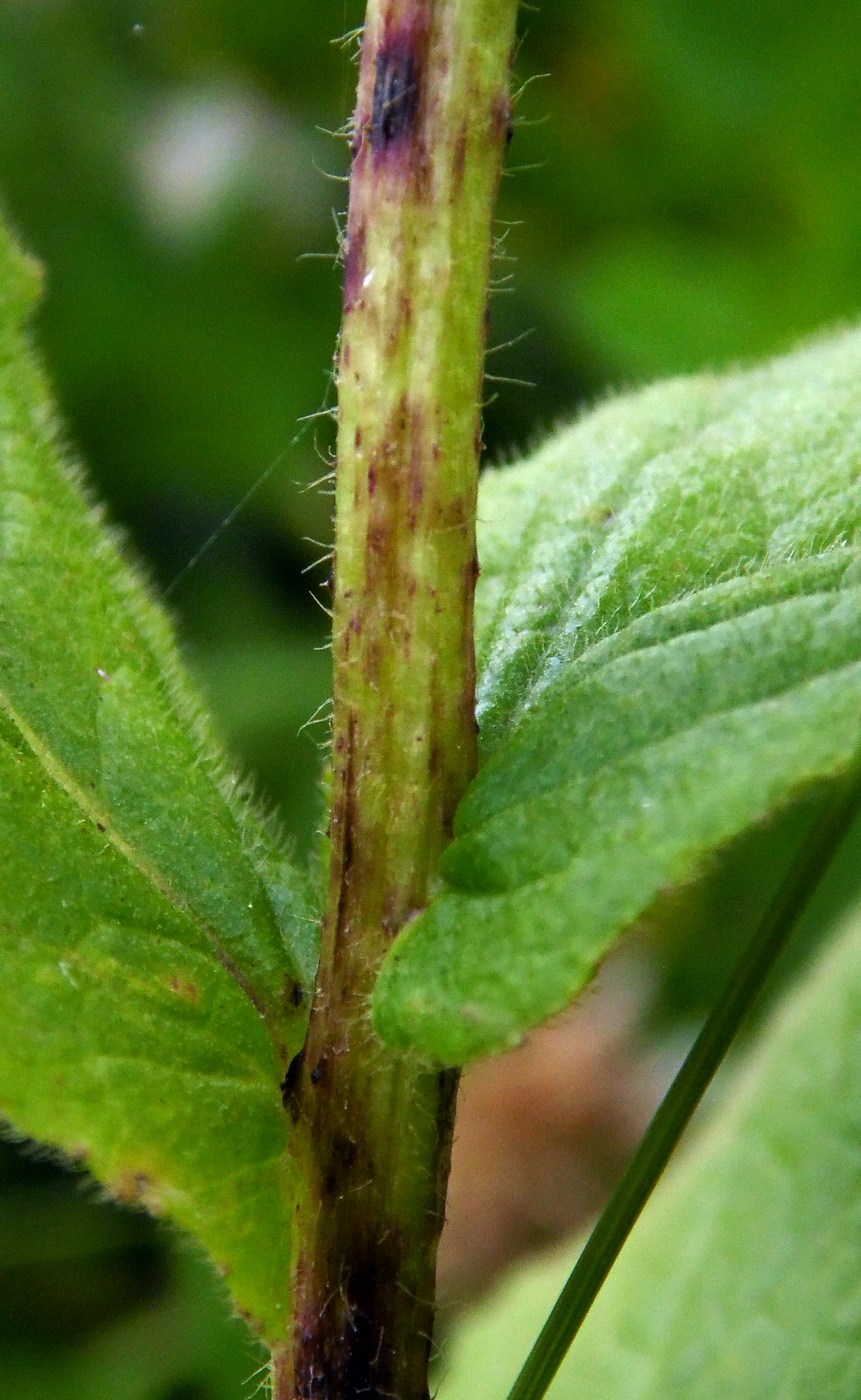 Изображение особи Inula grandiflora.