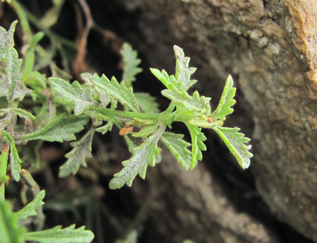 Изображение особи Scrophularia rupestris.