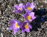 Pulsatilla multifida. Цветущие растения. Чукотка, Чаунский р-н, окр. пос. Комсомольский, щебнистая тундра. 10.06.2018.