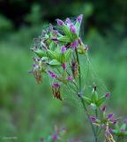 Thalictrum minus. Соцветие. Нижегородская обл., пойма р. Линда. 22 июня 2008 г.