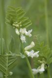 Vicia sepium