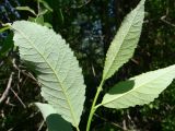 Salix caprea