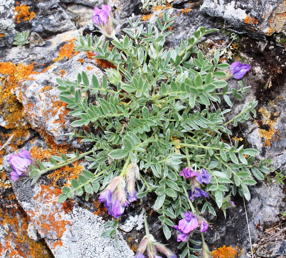 Изображение особи Oxytropis bracteata.