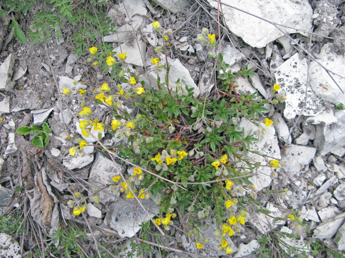 Изображение особи Helianthemum cretaceum.