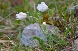 Pulsatilla violacea. Цветущее растение (белоцветковая морфа). Краснодарский край, Мостовский р-н, окр. пос. Кировский, южная оконечность массива Сундуки, 2180 м н.у.м., каменистый склон горы. 22.05.2019.