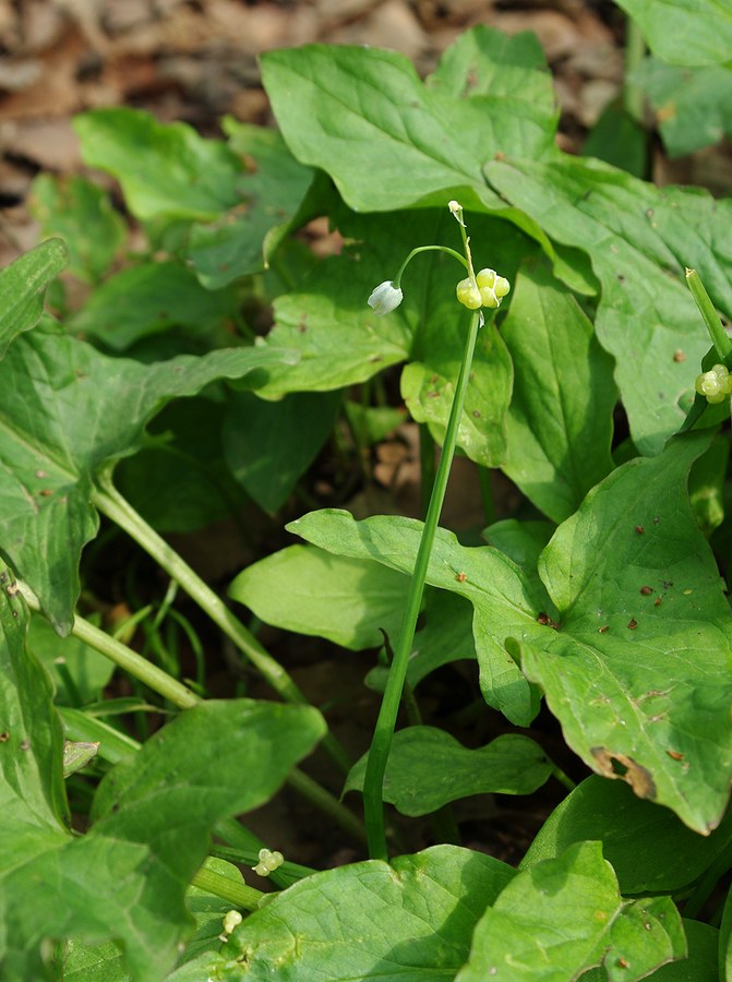 Изображение особи Allium paradoxum.