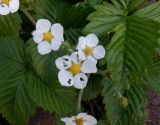 Fragaria moschata