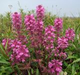 Pedicularis verticillata. Побеги цветущего растения. Магаданская обл., Ольский р-н, Ольское шоссе, окр. ост. Нюкля, поляна близ дороги. 22.07.2013.