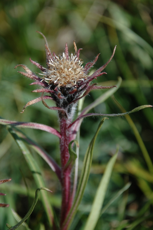 Изображение особи Saussurea schanginiana.