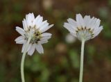 Anthemis candidissima. Верхушки побегов с соцветиями; видны обёртки корзинок). Азербайджан, Гобустанский заповедник. 10.04.2010.