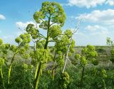 Ferula songarica