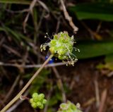 Poterium sanguisorba