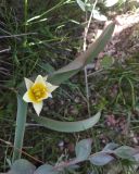 Tulipa turkestanica