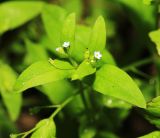 Myosotis sparsiflora