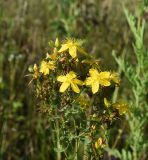 Hypericum perforatum