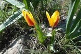 Tulipa berkariensis