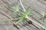 Eryngium planum. Часть стебля с листьями и основаниями пазушных генеративных побегов. Кабардино-Балкария, Эльбрусский р-н, окр. устья р. Бедык, луг на правом берегу. 25 июля 2022 г.