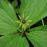 Paris quadrifolia