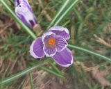 Crocus vernus. Цветок. Краснодар, парк \"Краснодар\", Японский сад, в культуре. 21.03.2024.