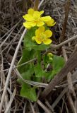 Caltha palustris. Цветущее растение. Ростовская обл., Усть-Донецкий р-н, заказник \"Нижнекундрюченский\". Май 2006 г.