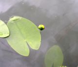 Nuphar &times; spenneriana